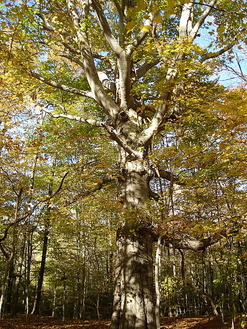 American beech